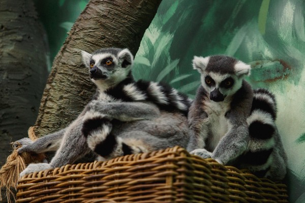 Показательный тренинг кошачьих лемуров и хохлатых дикобразов