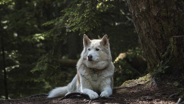 Карельские хаски и Мраморный мир