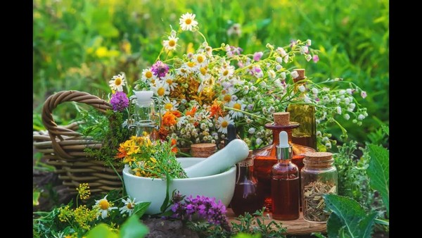 Устный журнал «Лекарственные растения вокруг нас»