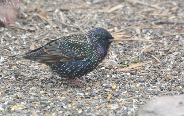Тематическое занятие «Наши пернатые друзья»