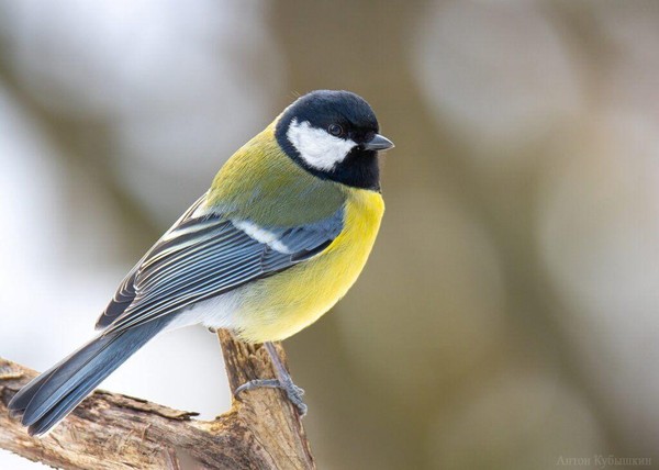 Сказки о весне