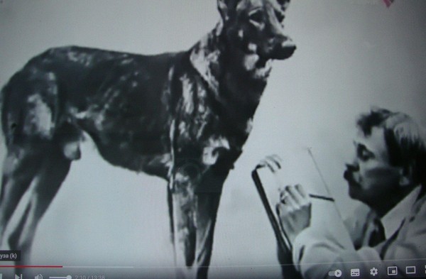 Тематическая беседа «Дрессированные звери В. Л. Дурова»