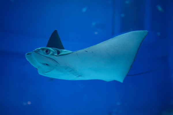 Экспозиция центра «Планета Океан»