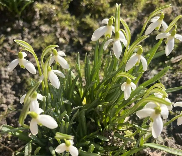 Мастер-класс «Подснежник»