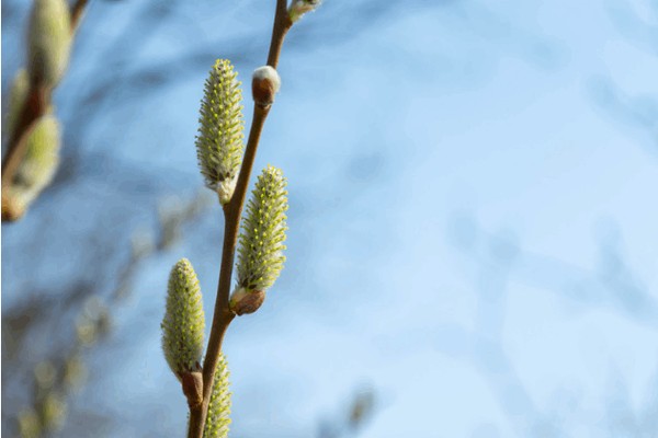 Познавательно-игровая программа «Встречаем Пасху»