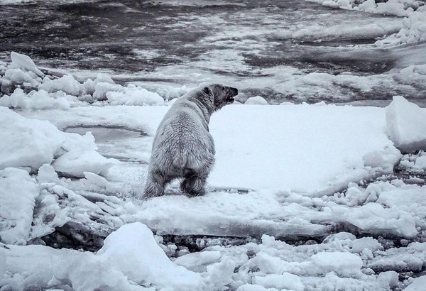 Выставка «Арктический полюс»