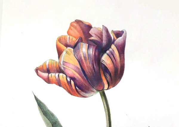 Музейное занятие «Ботанические зарисовки. Тюльпан»