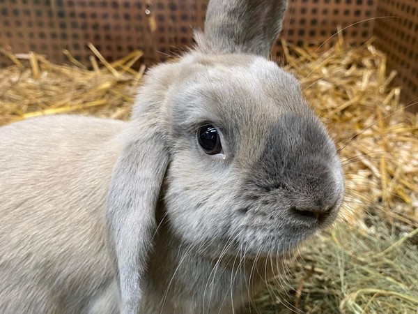 Тематическая встреча «Животное дня»