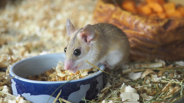 Показательные кормления «Ням-ням Шоу»