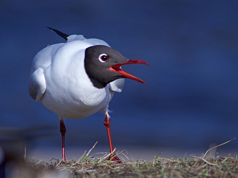 Птичье Эльдорадо в Сестрорецке