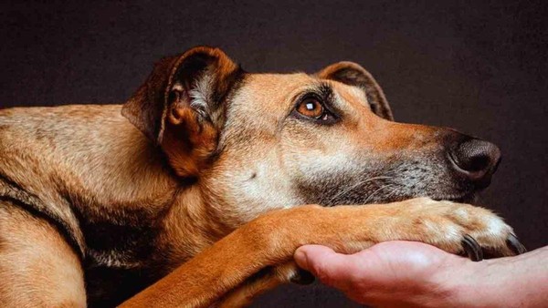 Спектакль «Овраг»