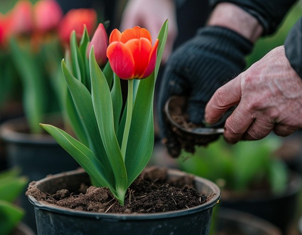 Развлекательная программа «Праздник мира и труда»