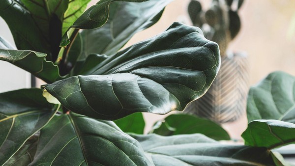 «Цветочный СВОП»