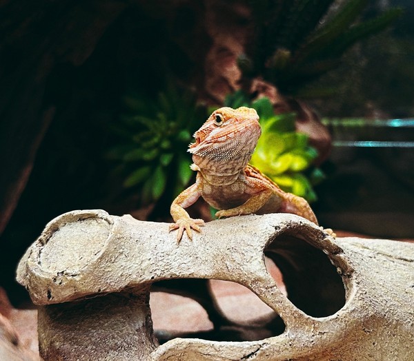 Бородатые агамы. Интерактивное знакомство с экзотическими животными