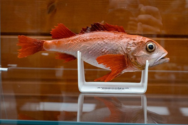 «Подводный мир Охотского моря»