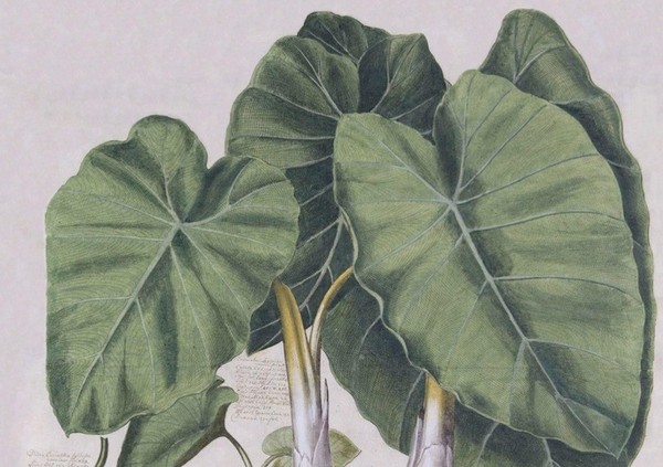 Арт-лекция Русского общества любителей ботанической иллюстрации