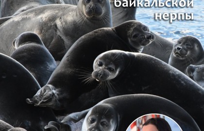 Полина Шибанова «Правила хорошего тона при общении с тюленями»