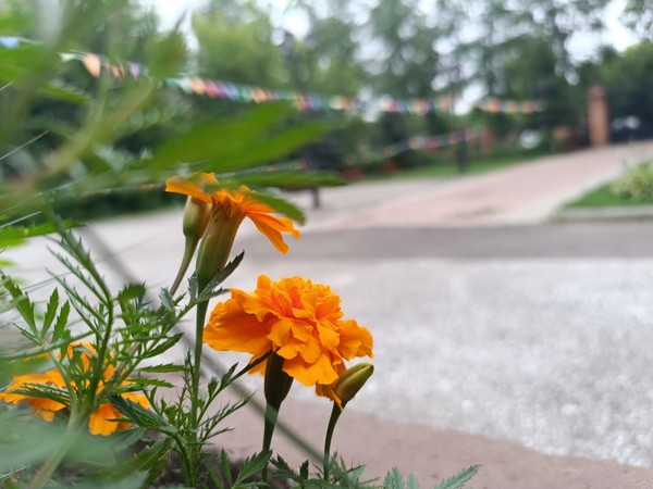 «Песни нашего двора»