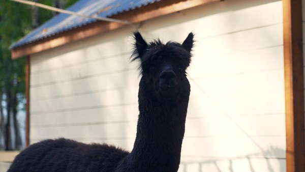 Парк альпак «Симба»
