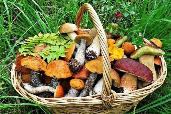 Лабиринт знаний «Грибное лукошко»