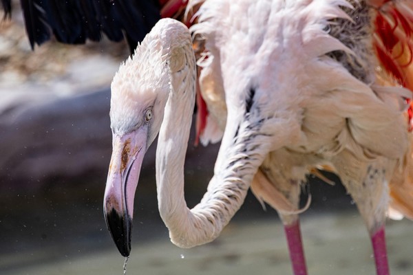 Показательное кормление фламинго розового