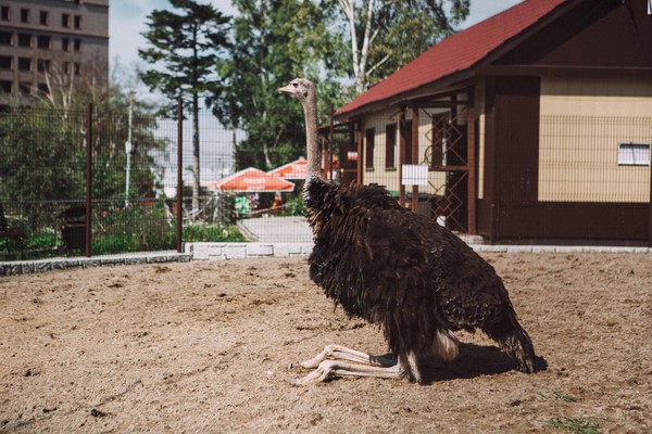 Познавательная игра «Эволюция птиц»