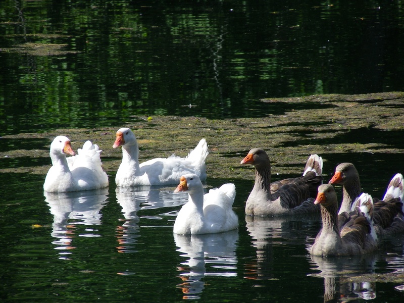 Памятники природы Ингерманландии. Автобусно-пешеходная экскурсия