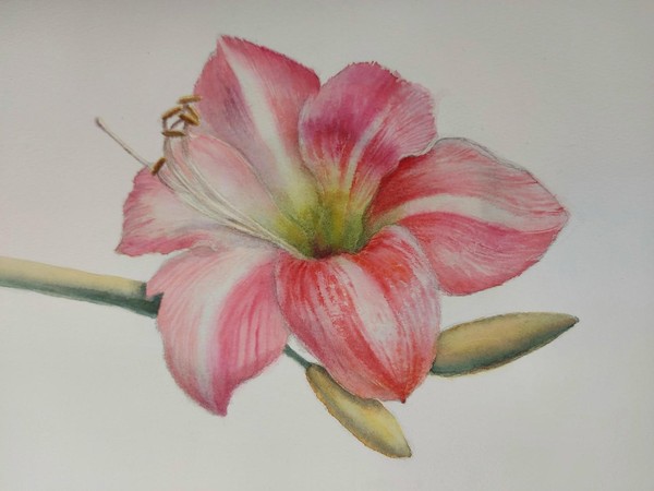 Мастер-класс «Ботаническая живопись. Акварель»