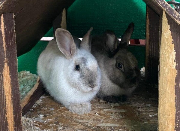 «День кролика»