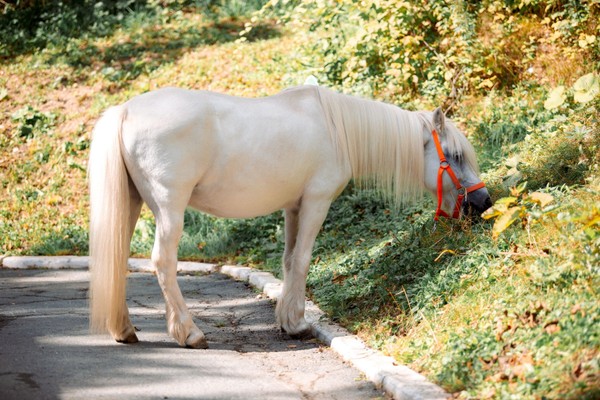 Мастер-класс по уходу за лошадьми