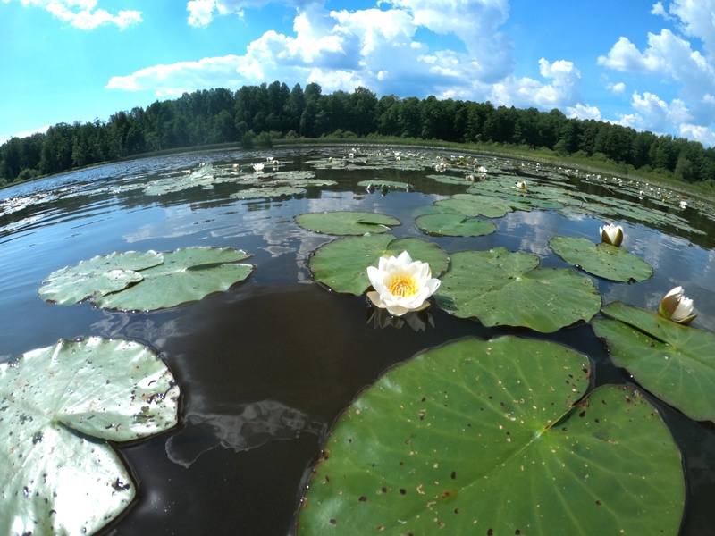 Прозрачное ожерелье. Живой мир рек и озёр Карельского перешейка