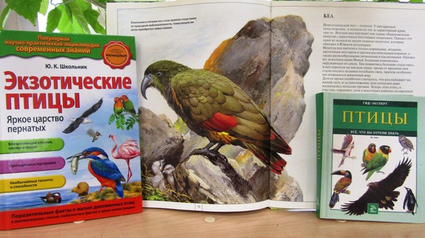 Экологическая игровая программа «Заведите попугая – будет с кем поговорить!»