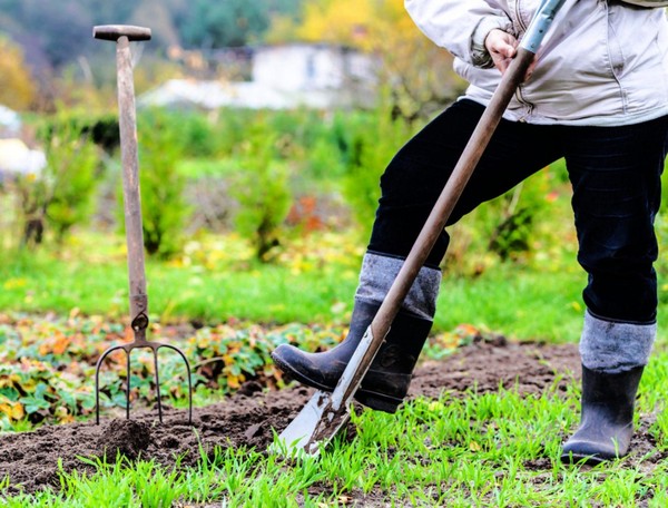 Беседа-лекция «Наши дачные помощники»