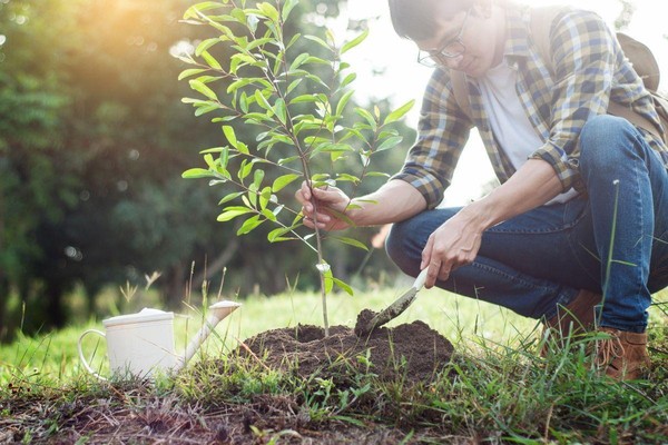 Интерактивная программа «Заходи в зелёный дом, чудеса увидишь в нём»