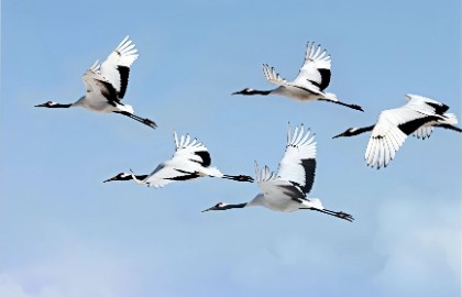 Бессмертные журавли