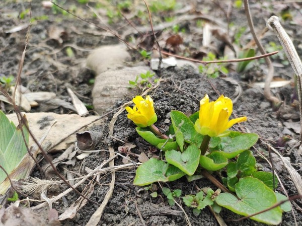 Акция «Эко-десант»