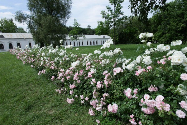 Лекция «Измайловский вертоград. Из истории русского садово-паркового искусства»
