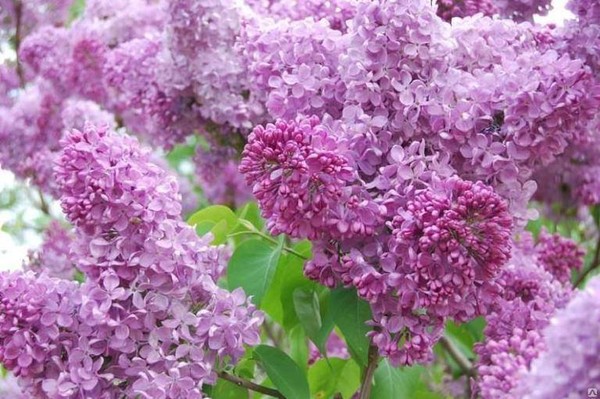 «Великий май! Великая Победа!»