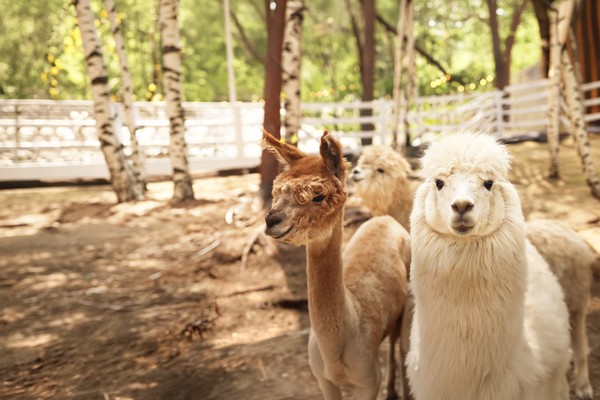 Парк альпак «Симба»