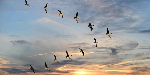 Концерт «Песня уходящих журавлей»