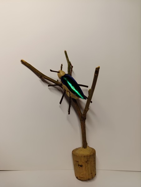 Майский жук. Насекомната