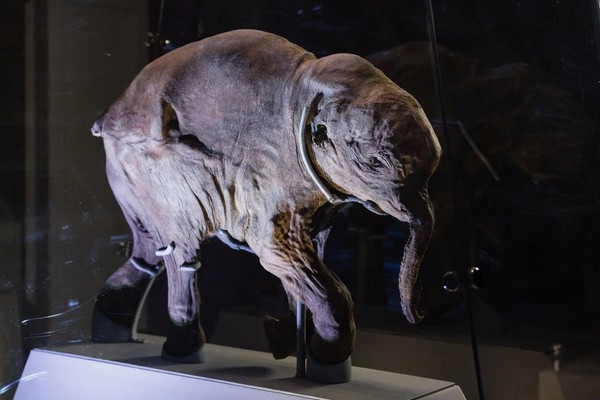 Выставка «40 000 лет и зим. Долгий сон мамонтенка Любы»
