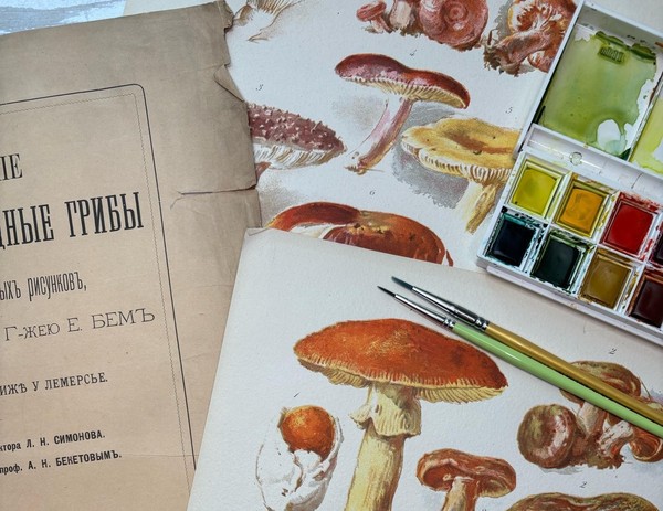 Копирование старинных иллюстраций грибов и лишайников