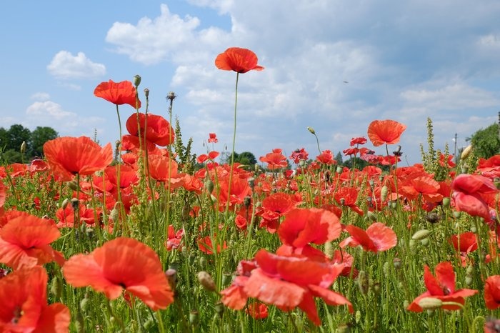 Маковые поля и Никандрова пустынь (1 день)