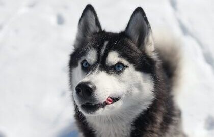 Карелия за 1 день: Рускеала, хаски, водопады