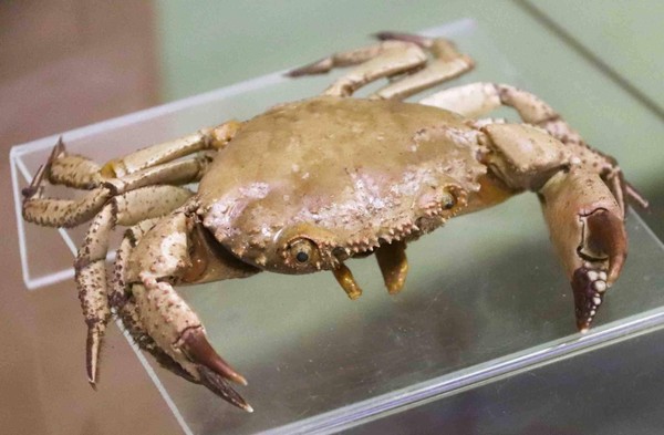 Экскурсия «Морская одиссея. Путешествие в водный мир»