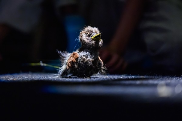 Воробьишко