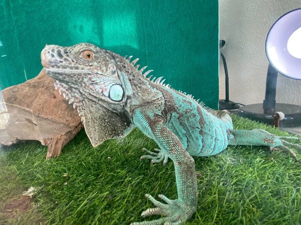 Фантастические твари