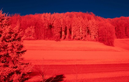 Калина красная