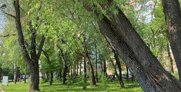 Легенды в парках. Трансляция шлягеров в парках Вологды